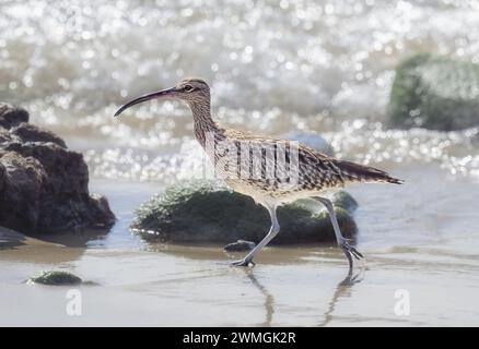 Eurasian whimbrel, Numenius phaeopus, looking for food striding along waterline of the beach, Fuerteventura, Canary Island, Spain Stock Photo