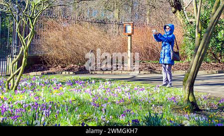 Glasgow, Scotland, UK. 26th February, 2024. UK Weather:  Warm day saw spring weather for locals in the botanics park in the west end as spring crocuses take centre stage. Credit Gerard Ferry/Alamy Live News Stock Photo