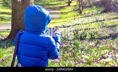 Glasgow, Scotland, UK. 26th February, 2024. UK Weather:  Warm day saw spring weather for locals in the botanics park in the west end as spring crocuses take centre stage. Credit Gerard Ferry/Alamy Live News Stock Photo