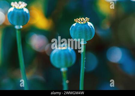 Poppy with green heads grows in the garden.The plant sets seed once the red flowers have finished. Close up horizontal background with shallow depth Stock Photo