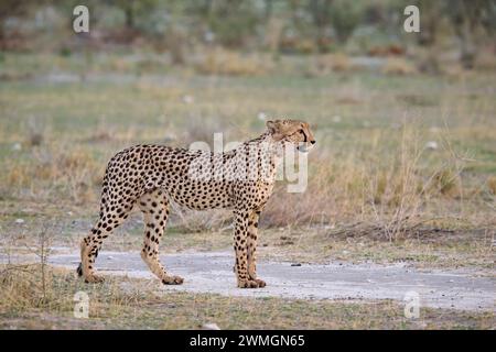 Gepard (Acinonyx jubatus), Etosha Nationalpark, Namibia, Afrika |cheetah (Acinonyx jubatus), Etosha National Park, Namibia, Africa| Stock Photo