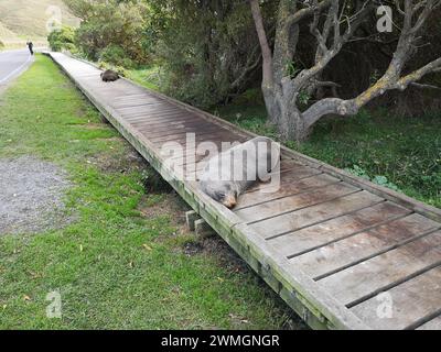 A sea lion resting on the boardwalk next to a road in New Zealand Stock Photo