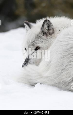 eingerollt im Schnee... Timberwolf  Canis lupus lycaon , Grauwolf, Grauer Wolf oder einfach nur Wolf im Winter, ruhend im Schnee, schützt durch das Einrollen die empfindliche Bauchseite, hilft in der Kälte aber auch gegen Wärmeverlust *** Gray Wolf  Canis lupus resting, lying in snow, rolled up, attentively watching, Montana, USA. Wyoming Nordamerika, Vereinigte Staaten von Amerika Stock Photo