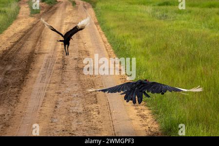 Two southern ground hornbills (Bucorvus leadbeateri) fly over a track close to ground in Mikumi National Park, Tanzania. Stock Photo