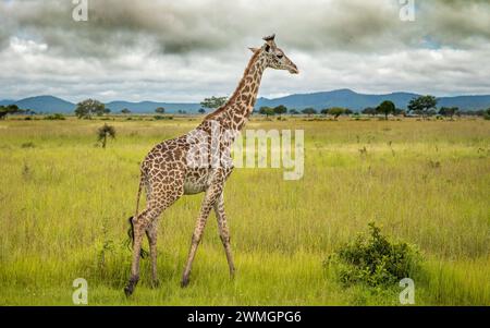 A male Masai giraffe on savanna in Mikumi National Park in southern Tanzania. The Masai giraffe is listed as endangered. Stock Photo