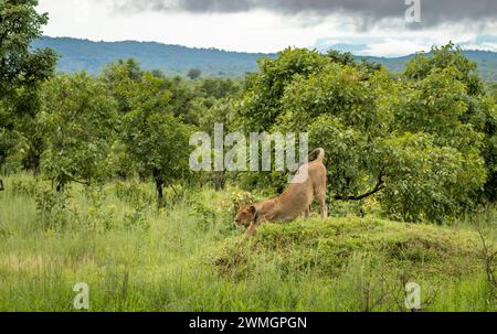 A female lioness (Panthera leo) stretches  on a grassy mound within Mikumi National Park in southern Tanzania. Stock Photo