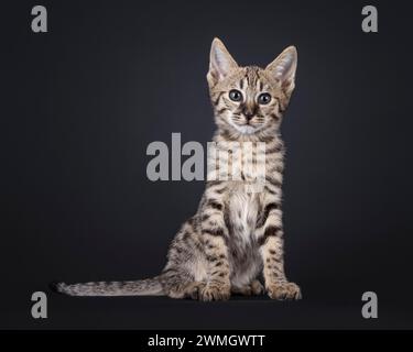 Cute Savannah cat kitten, sitting up facing front. Looking towards camera. Isolated on a black background. Stock Photo