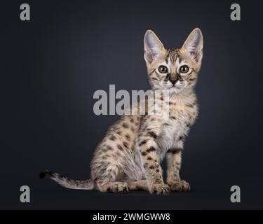 Cute Savannah cat kitten, sitting up side ways. Looking towards camera. Isolated on a black background. Stock Photo