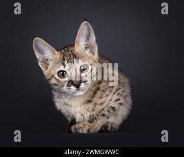 Cute Savannah cat kitten, laying down facing front. Looking towards camera. Isolated on a black background. Stock Photo