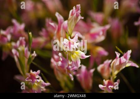 Cederberg Wildflowers 12760 Stock Photo