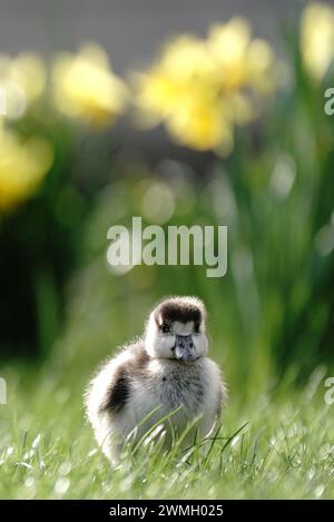 An Egyptian goose gosling in St James Park, London. Picture date: Monday February 26, 2024. Stock Photo