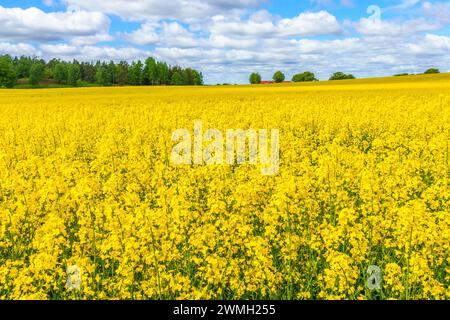 Field of rapeseed blooming, Gnesta, Sweden Stock Photo