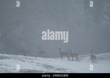 Roe deer herd on a snowy meadow near the forest at the foot of swiss jura mountain (Capreolus capreolus) Stock Photo