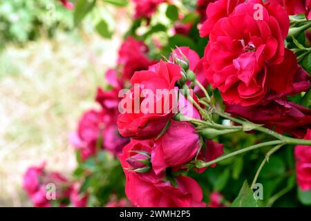 Vancouver amid pandemic flowers still blooming in summer. High quality photo Stock Photo