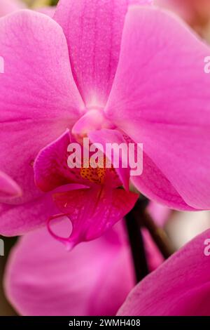 purple orchid, Phalaenopsis, Mallorca, Balearic Islands, Spain Stock Photo