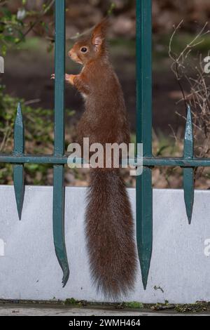 Nancy, France - Focus on a red squirrel hanging on the gate of a park in Nancy. Stock Photo