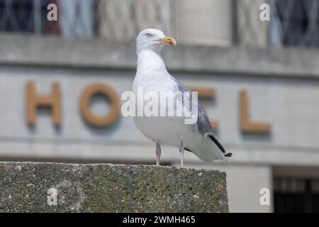 Le Havre, France - Focus on a european herring gull sitting on a low wall in front of the Le Havre town hall. Stock Photo