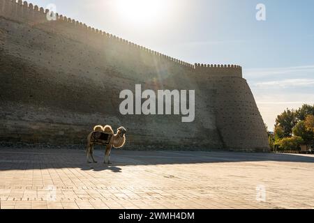 Camel stands in the shade of a tree in front of an ancient fortress, Bukhara, Uzbekistan Stock Photo