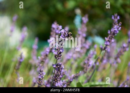 busy bumblebee on blooming lavender Stock Photo