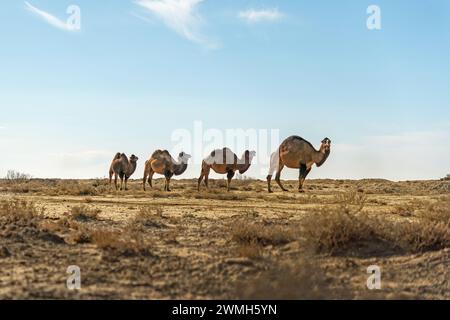 A caravan of four wild camels is walking in the middle of the desert. Stock Photo