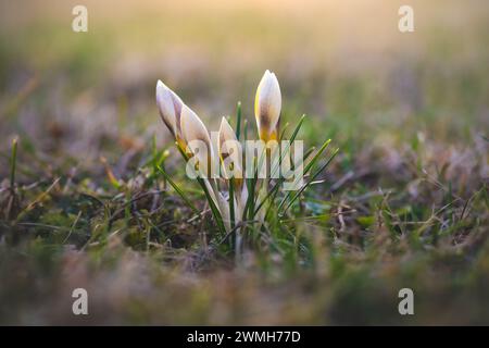 As the first signs of spring, bright cream-colored crocuses sprout from the meadow. The flowers are surrounded by green needle-like leaves. Stock Photo
