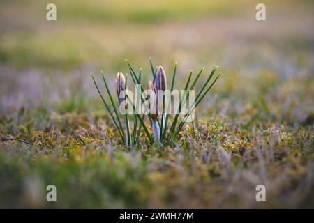As the first signs of spring, yellow and purple-streaked crocuses sprout from the meadow. The flowers are surrounded by green needle-like leaves. Stock Photo