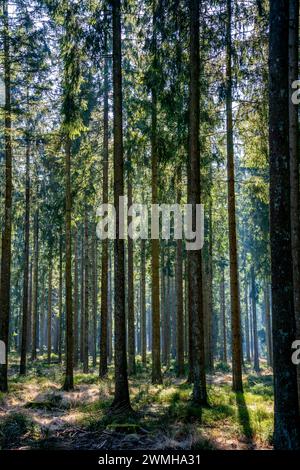 Pine trees in the forest Stock Photo