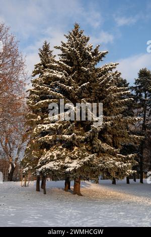 Spruce trees in winter with snow on the branches in urban park. Stock Photo