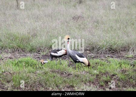 Grey Crowned Crane in the African plains Stock Photo