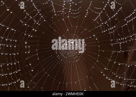 A closeup shot of water drops on the spider web Stock Photo