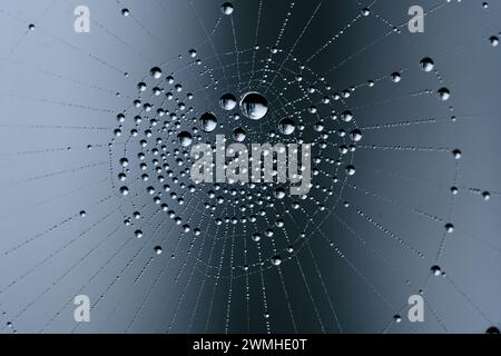 A closeup shot of water drops on the spider web Stock Photo