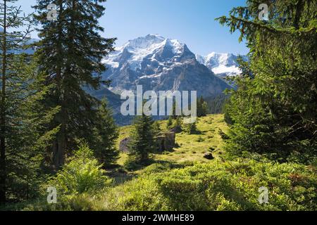 The Bernese alps with the Jungfrau over the alps meadows. Stock Photo