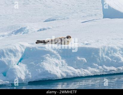 Harp Seal Enjoying the Sun on the Pack Ice in the High Artic Stock Photo