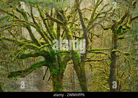 Bigleaf maple (Acer macrophyllum), Trask River County Park, Tillamook County, Oregon Stock Photo