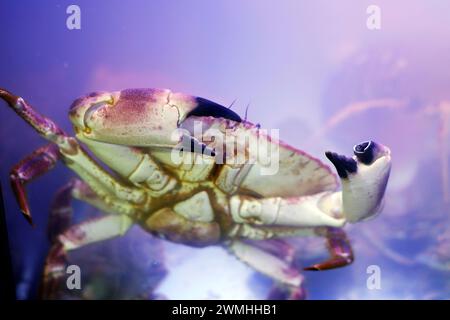 gray and brown crab close up in blue water Stock Photo