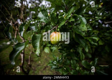 Close up single apple growing on tree Stock Photo