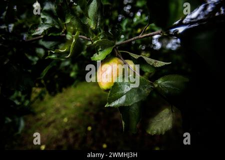 Close up single apple growing on tree Stock Photo