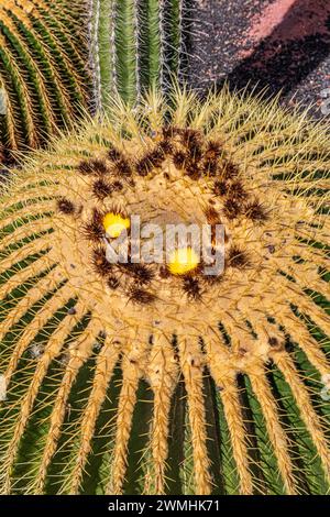 Yellow flowers on a large, very prickly cactus on the Canary Island of Fuerteventura, Spain Stock Photo