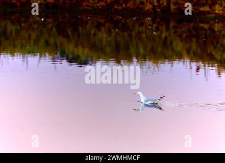 A silver gull floating in the pond close to its bank just before the sunrise. The calm clear water reflects the bird and bushes on the bank. Stock Photo
