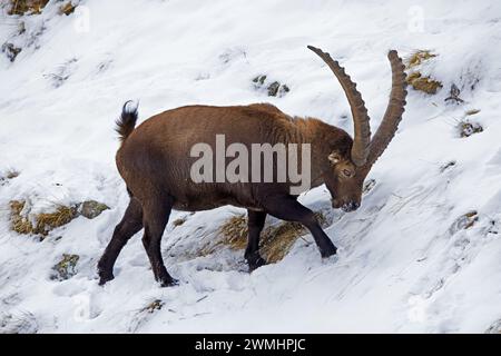 Alpine ibex (Capra ibex) male with big horns foraging for herbs and grasses on mountain slope covered in snow in winter in the European Alps Stock Photo