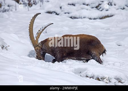 Alpine ibex (Capra ibex) male with big horns foraging for herbs and grasses on mountain slope covered in snow in winter in the European Alps Stock Photo