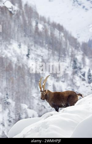 Alpine ibex (Capra ibex) male with big horns on mountain slope in deep snow in winter, Gran Paradiso National Park, Italian Alps, Italy Stock Photo