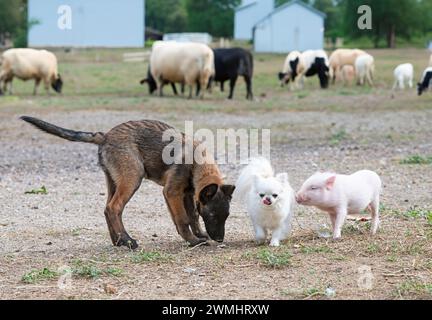 piglet, chihuahua and malinois in front of farm Stock Photo