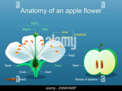 Anatomy of apple flower. Parts of Flower and fruit. Fruit development. Flat Vector illustration Stock Vector