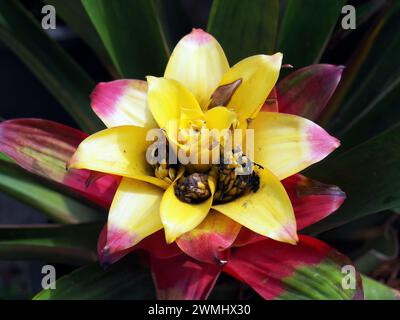 Guzmania sp., bromélia, Thailand, Asia Stock Photo