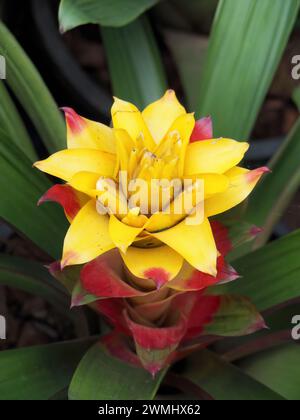 Guzmania sp., bromélia, Thailand, Asia Stock Photo