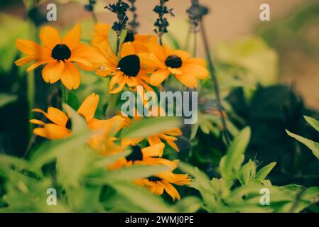 Species Black Eyed Susan or Rudbeckia hirta. Yellow wild chamomile flowers growing in cloudy weather. Decorative flowers. Stock Photo