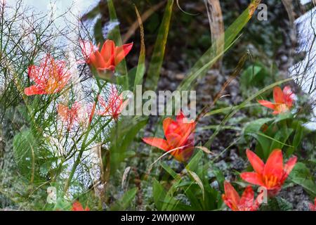 Loral abstract background red flowers multiple exposure in Camera Stock Photo