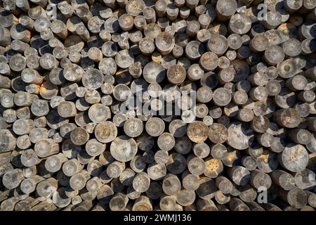 A collection of logs stacked on wooden poles Stock Photo