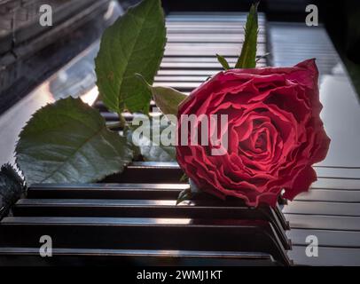 Red beautiful rose put on piano keyboard with free space for text. Fresh rose flower lying on the piano keys romantic music background, Symbol of Love Stock Photo